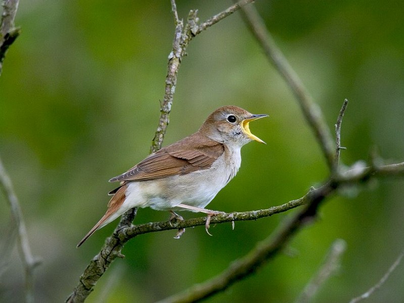 Nightingales | Sussex Wildlife Trust