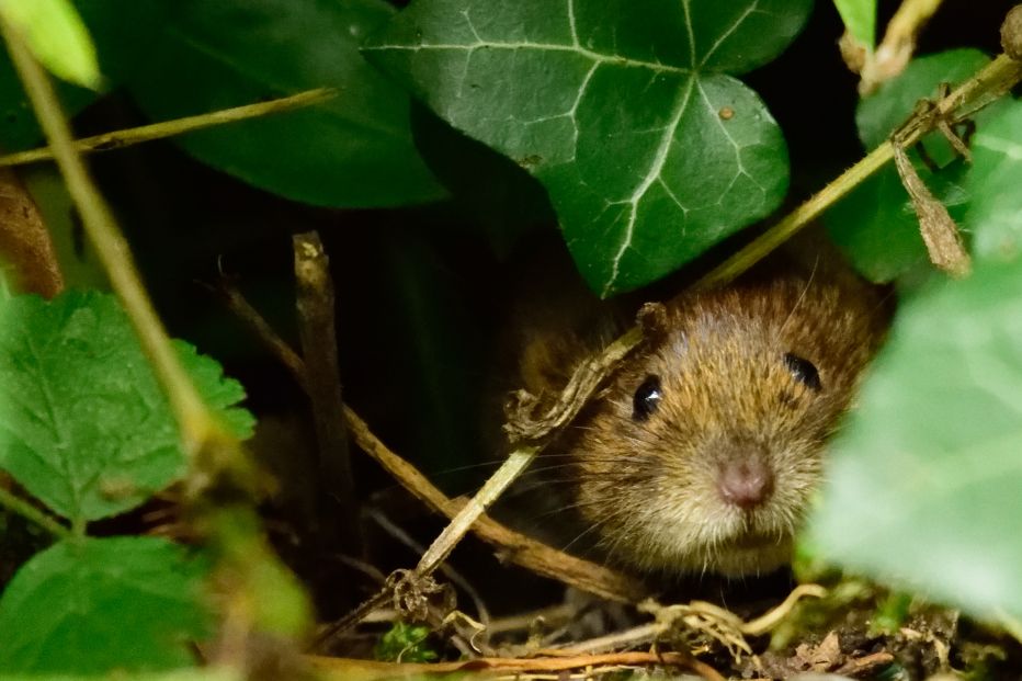 Bank voles
