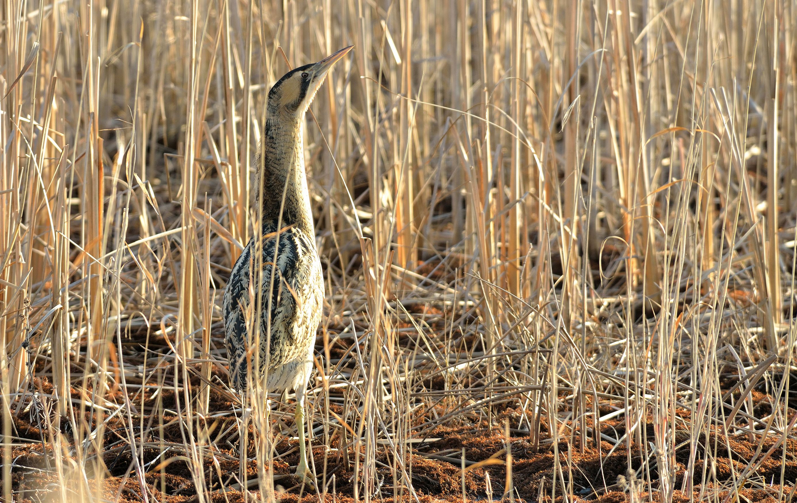Bittern©Bob EadeSussex Wildlife Trust