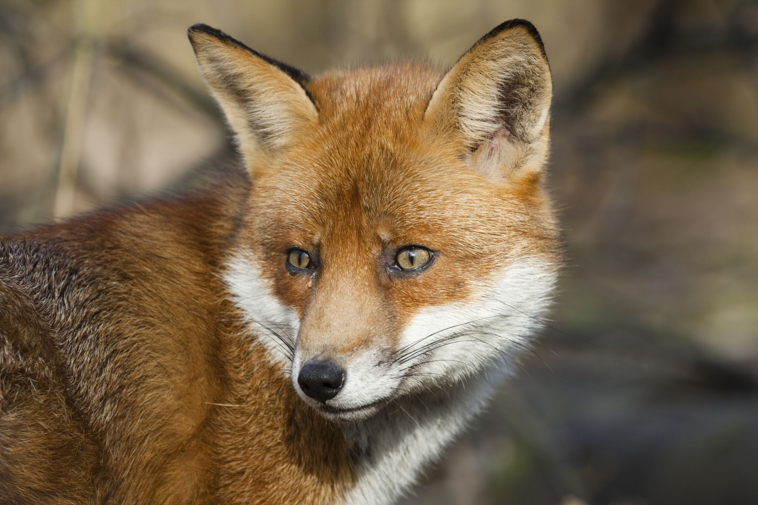 Fox©Elliott Neep neepimages.comSussex Wildlife TrustSussex Wildlife Trust
