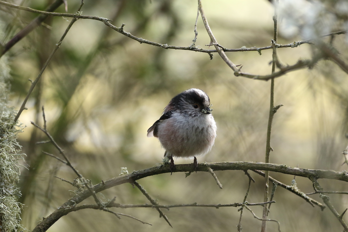 Long tailed Tit2