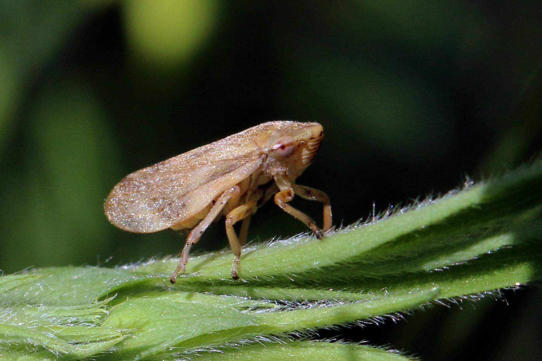 Meadow froghopper (Philaenus spumarius)