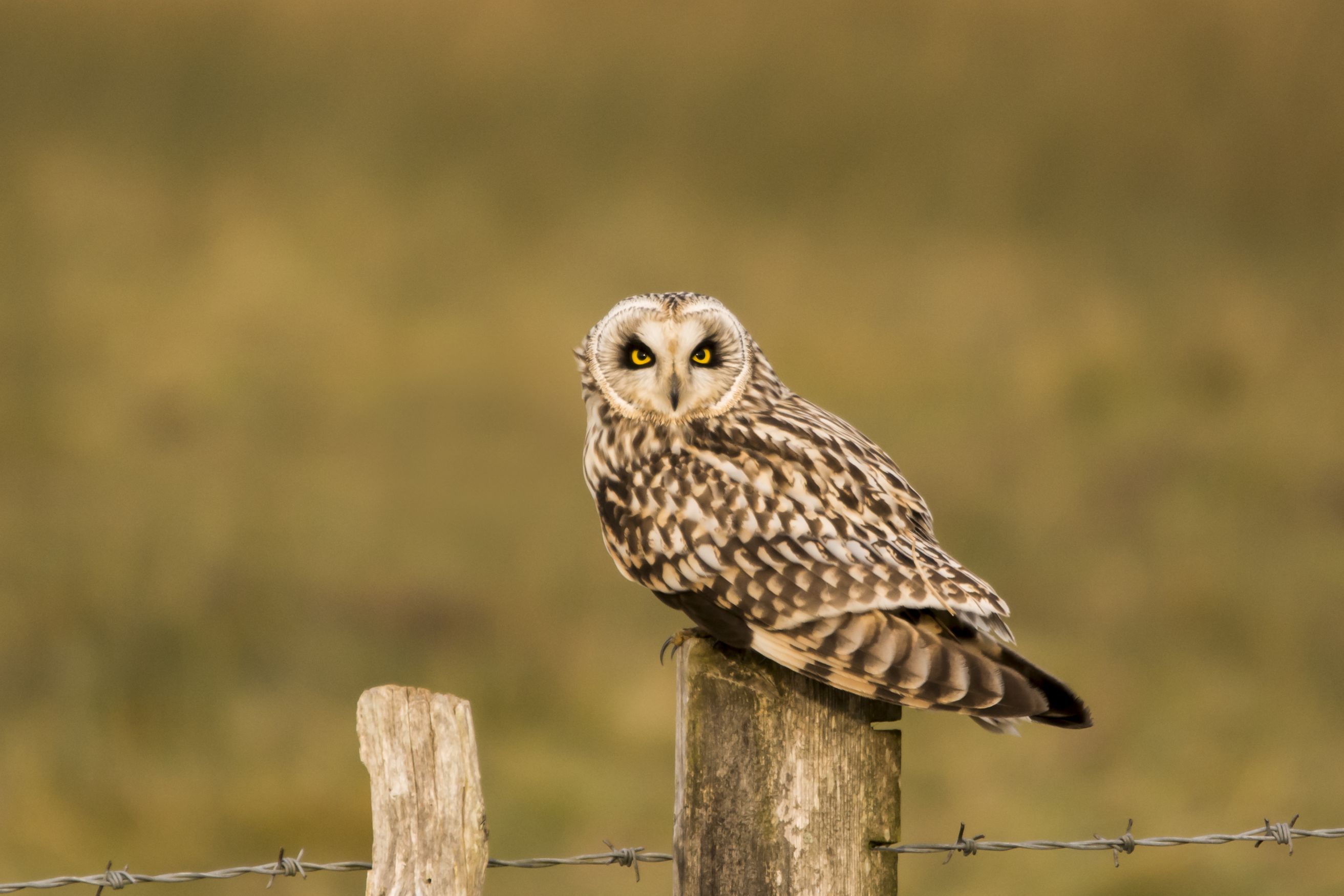 Short  eared Owl©Peter BrooksSussex Wildlife Trust
